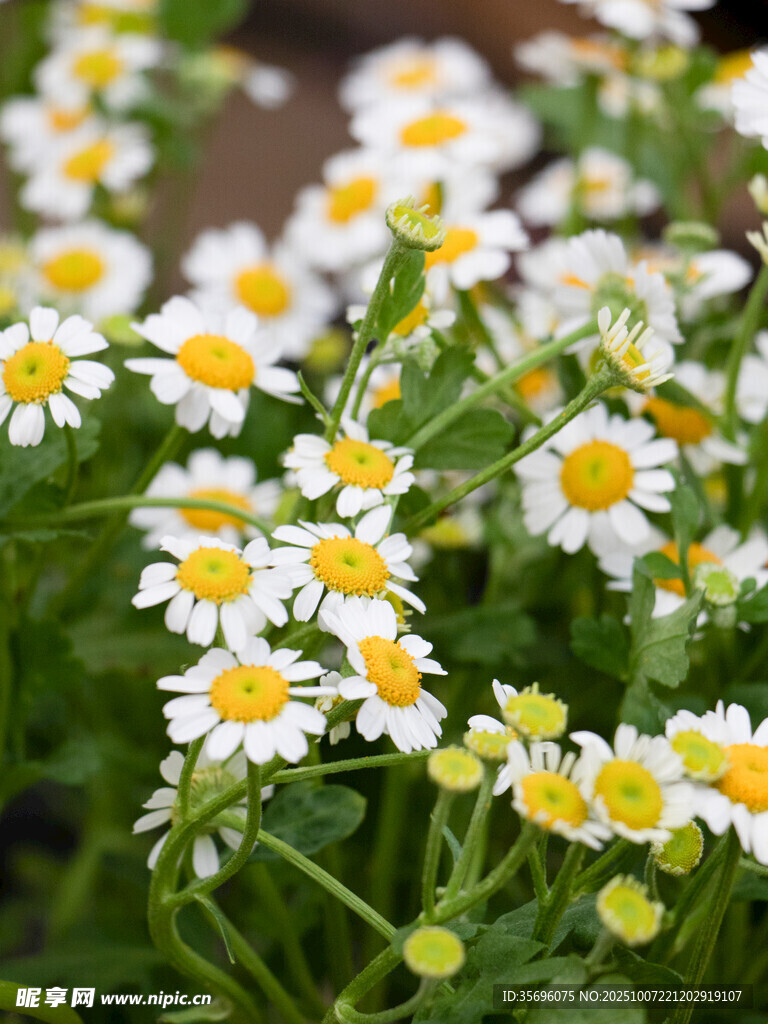 小雛菊