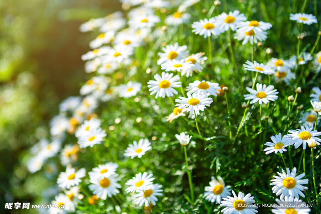 小雛菊