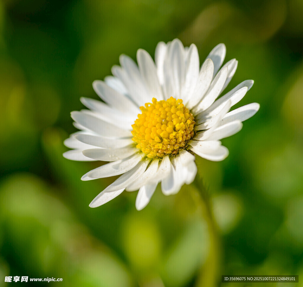 小雛菊