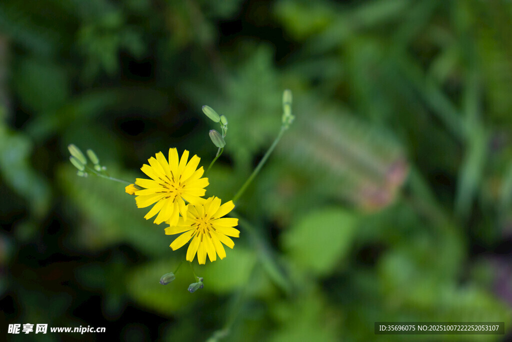 小雛菊