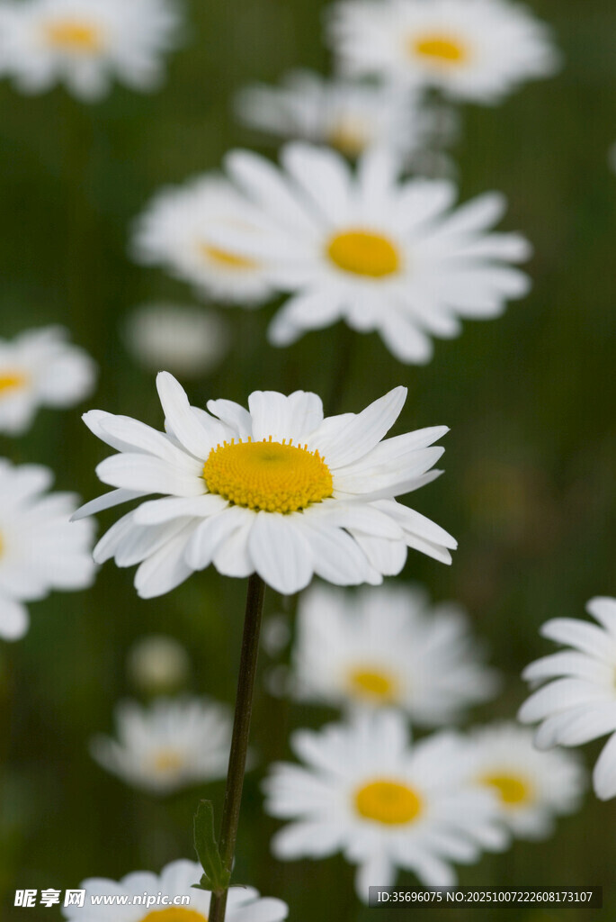 小雛菊