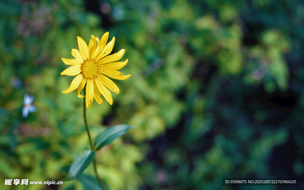 小雛菊