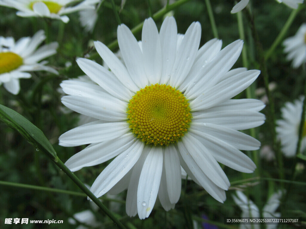 小雛菊