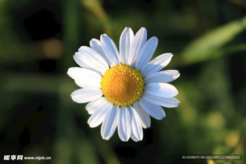 小雛菊