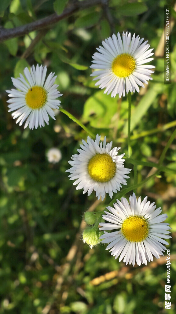 小雛菊