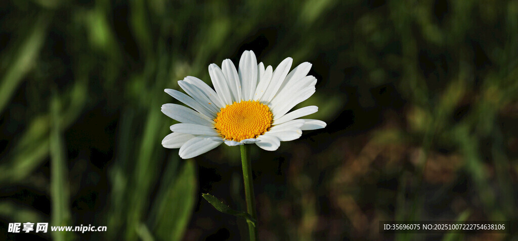 小雛菊