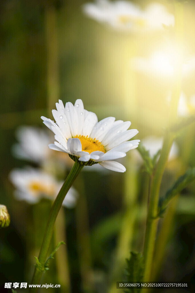 小雛菊