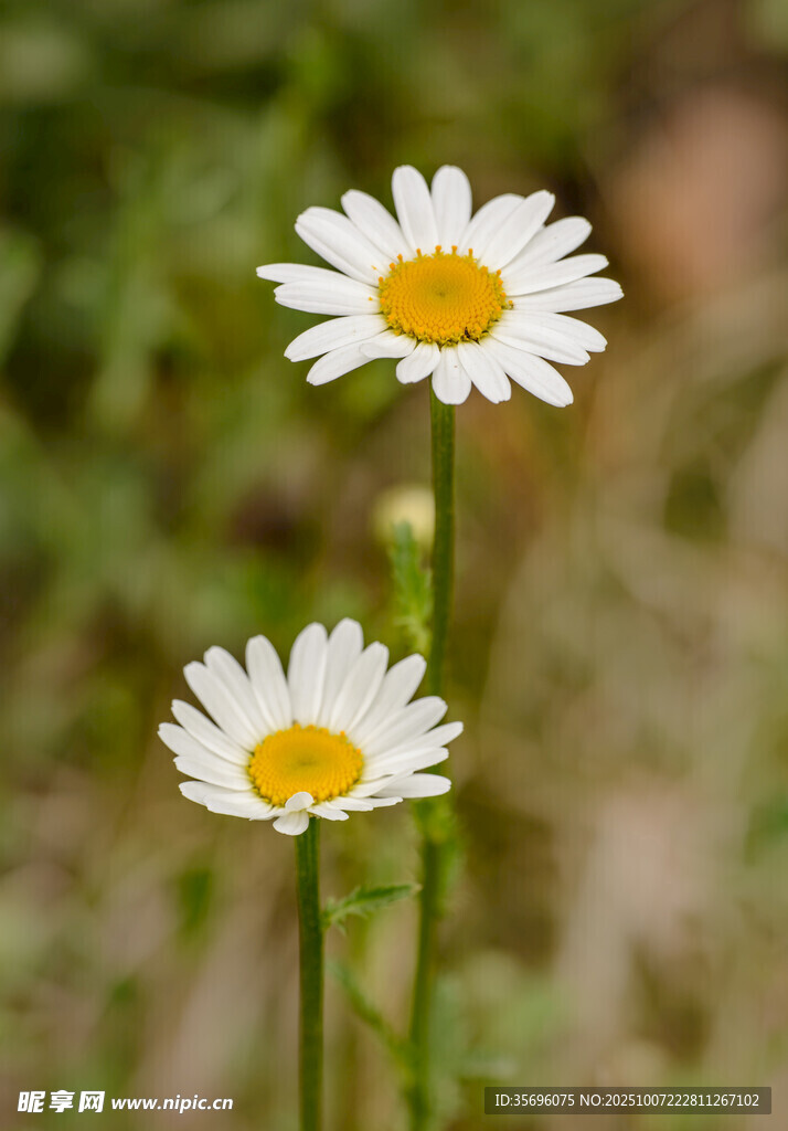 小雛菊