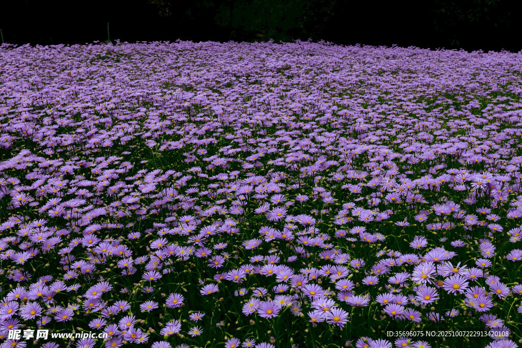 小雛菊