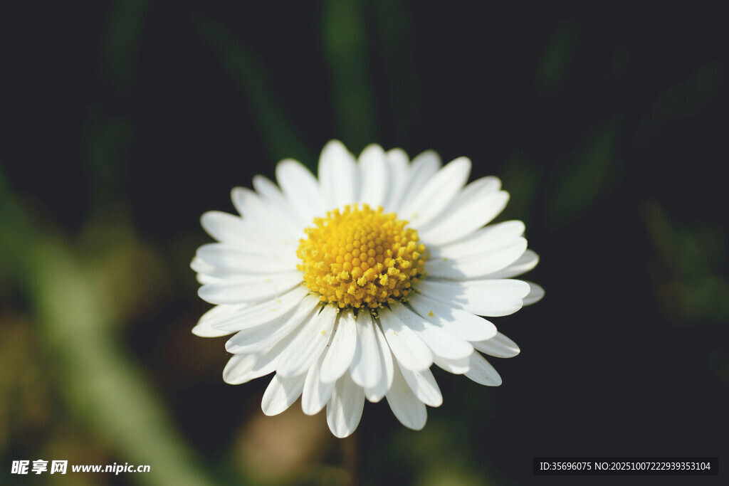 小雛菊
