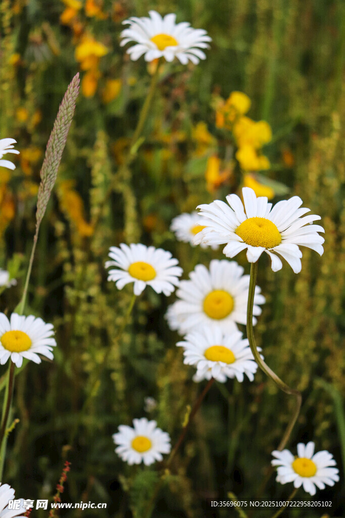 小雛菊