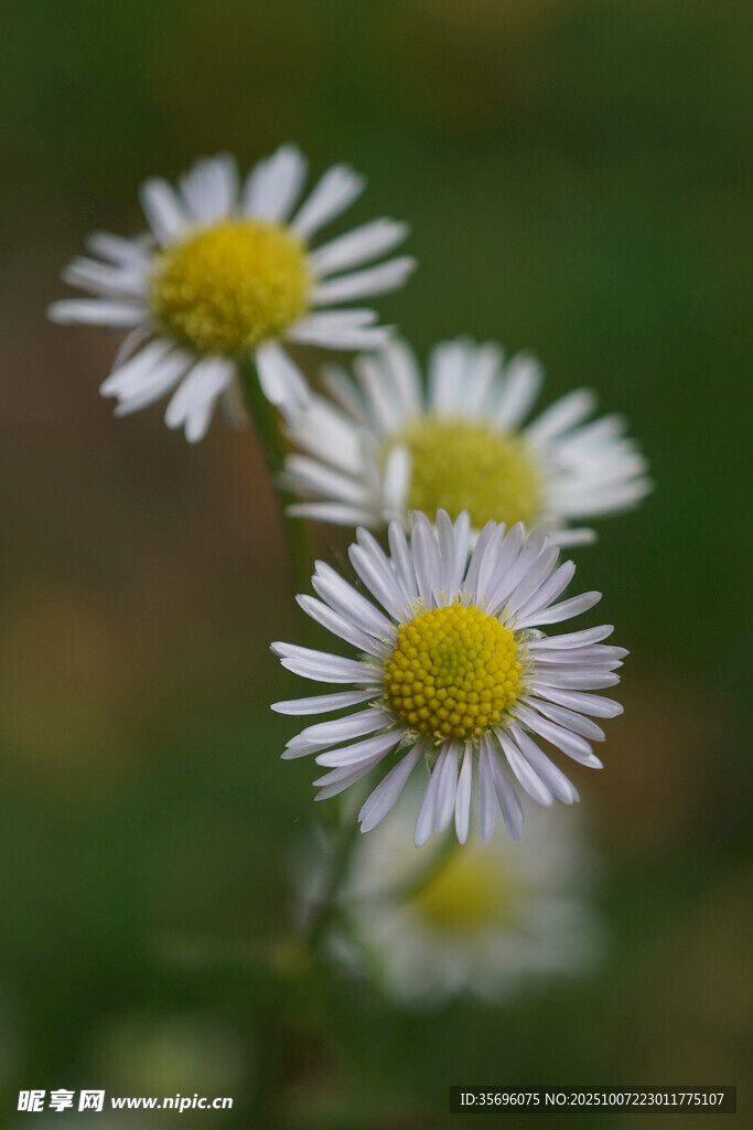 小雛菊