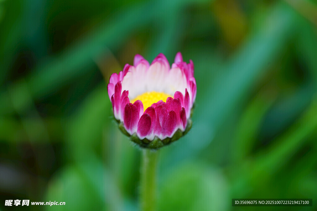 小雛菊