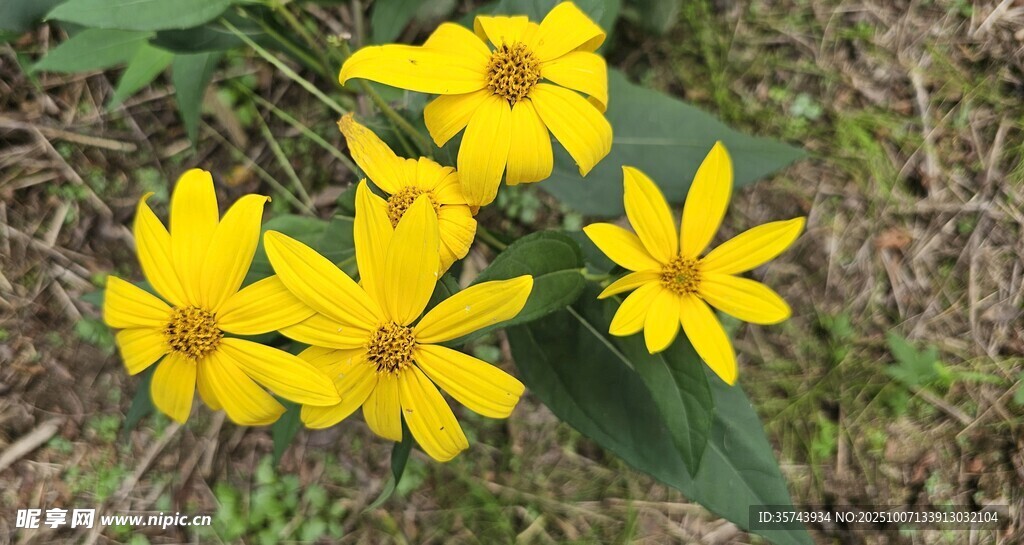黃色小花綻放