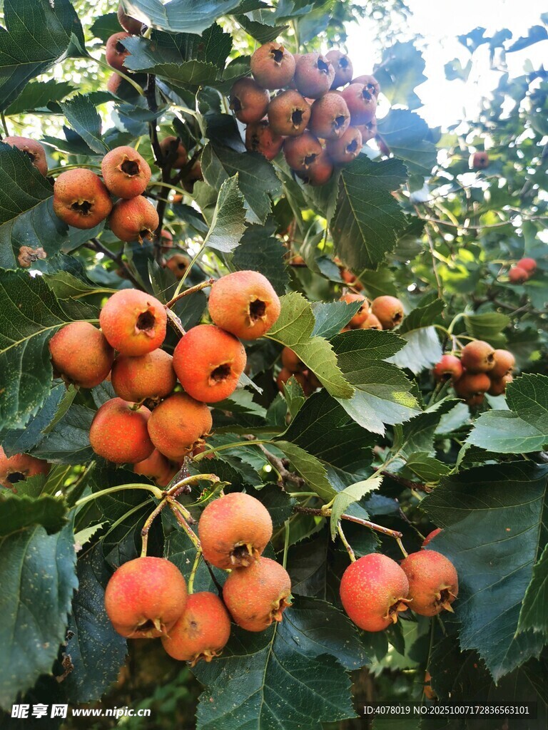 山楂樹