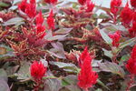 雞冠花