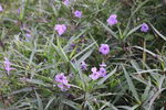 藍(lán)花草