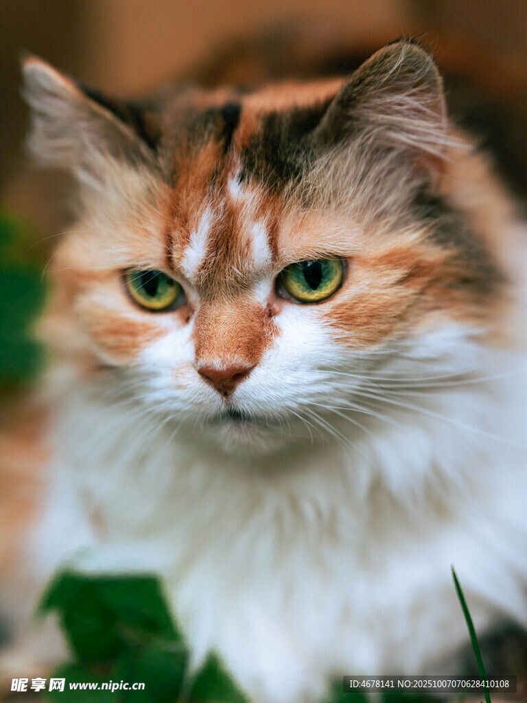三色萌貓草地凝視