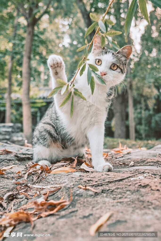 林間萌貓玩枝葉