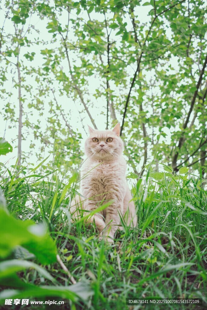 草叢中的可愛貓咪