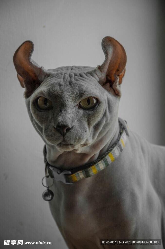 無毛犬佩戴項(xiàng)圈的獨(dú)特模樣