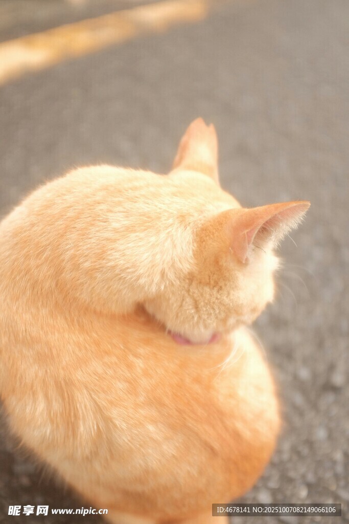 依偎的橘貓