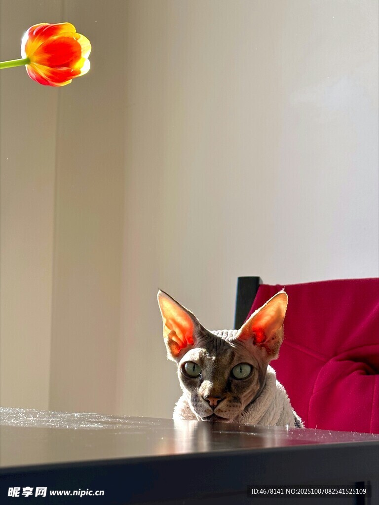 戴兔耳朵的可愛貓咪