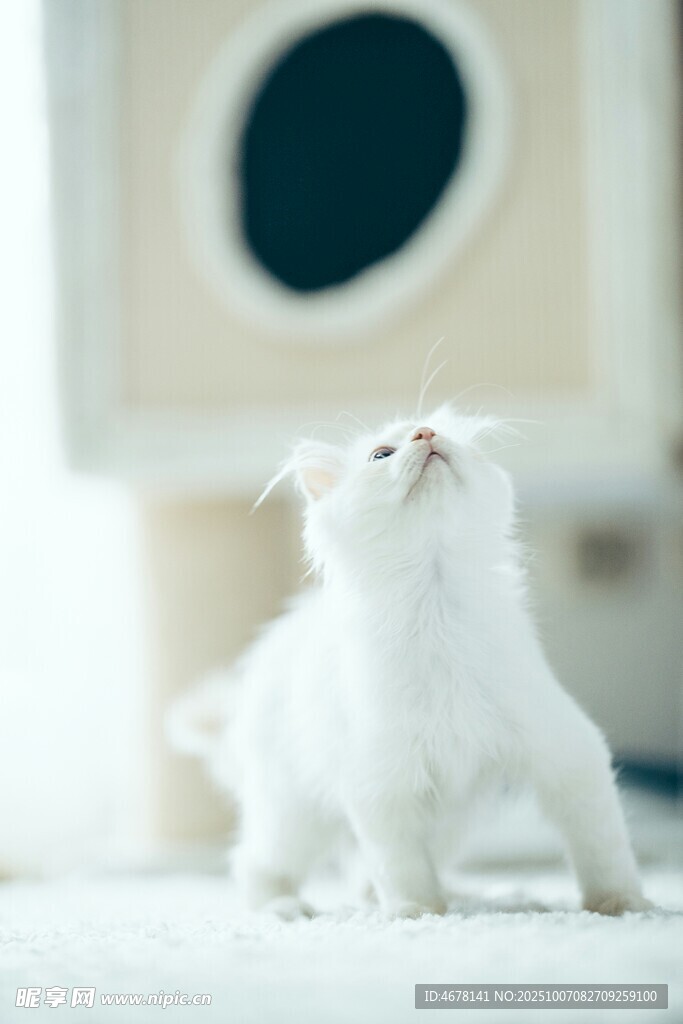 仰頭的可愛小白貓