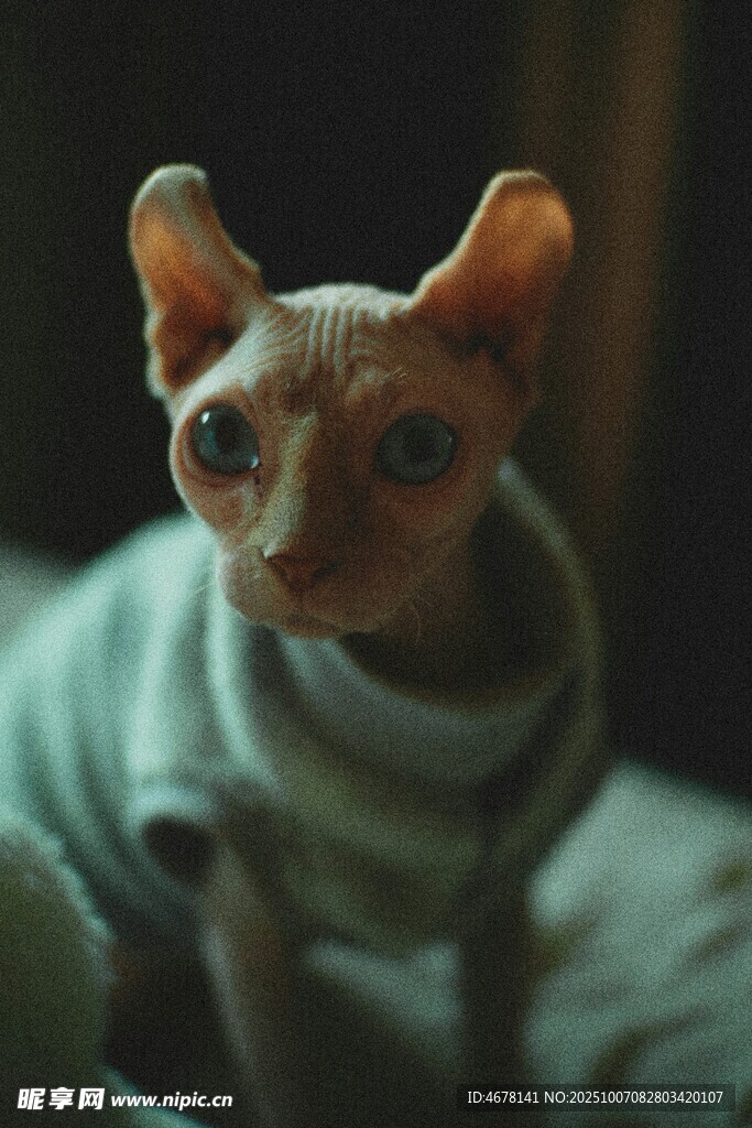 無毛貓穿著衣服超可愛