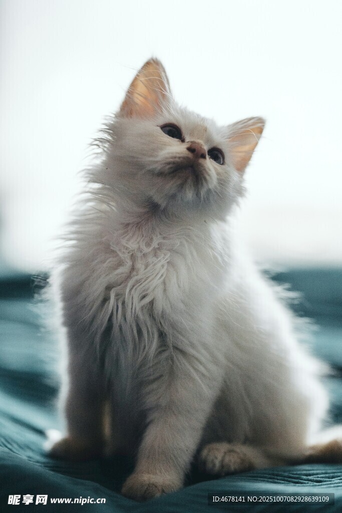 可愛小白貓?zhí)ь^望
