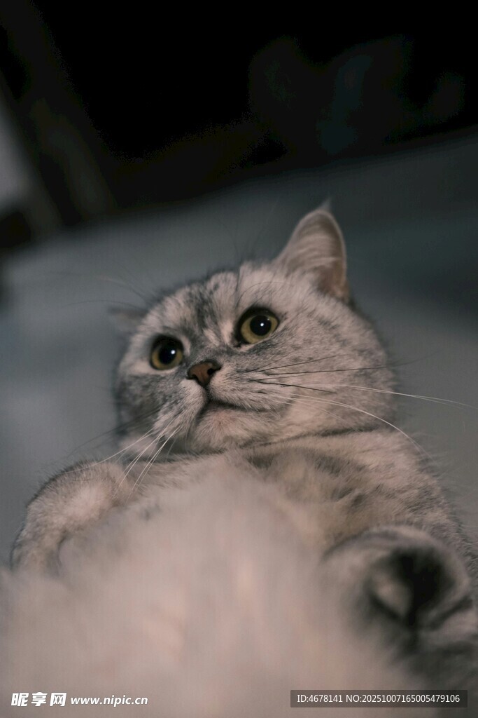 躺臥的可愛貓咪
