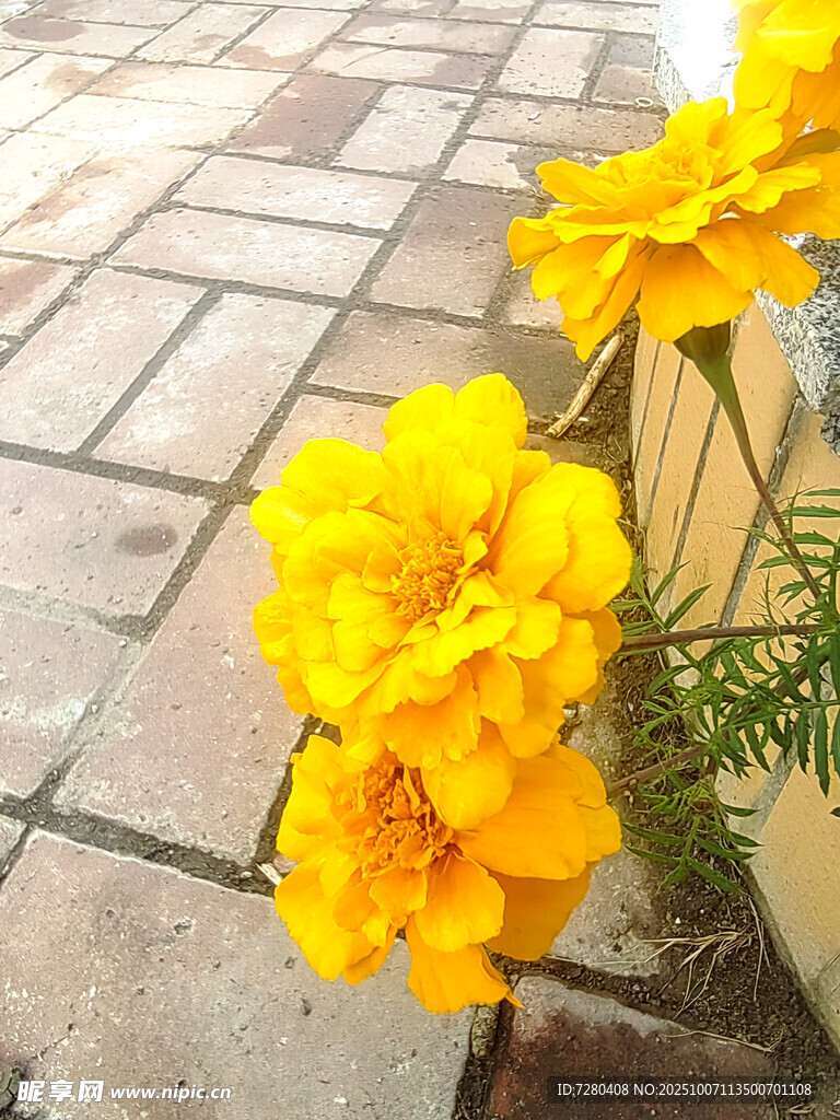 路邊綻放的鮮艷黃色花朵
