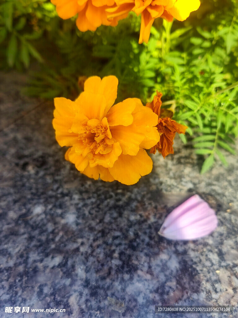 石上綻放的艷麗黃花朵