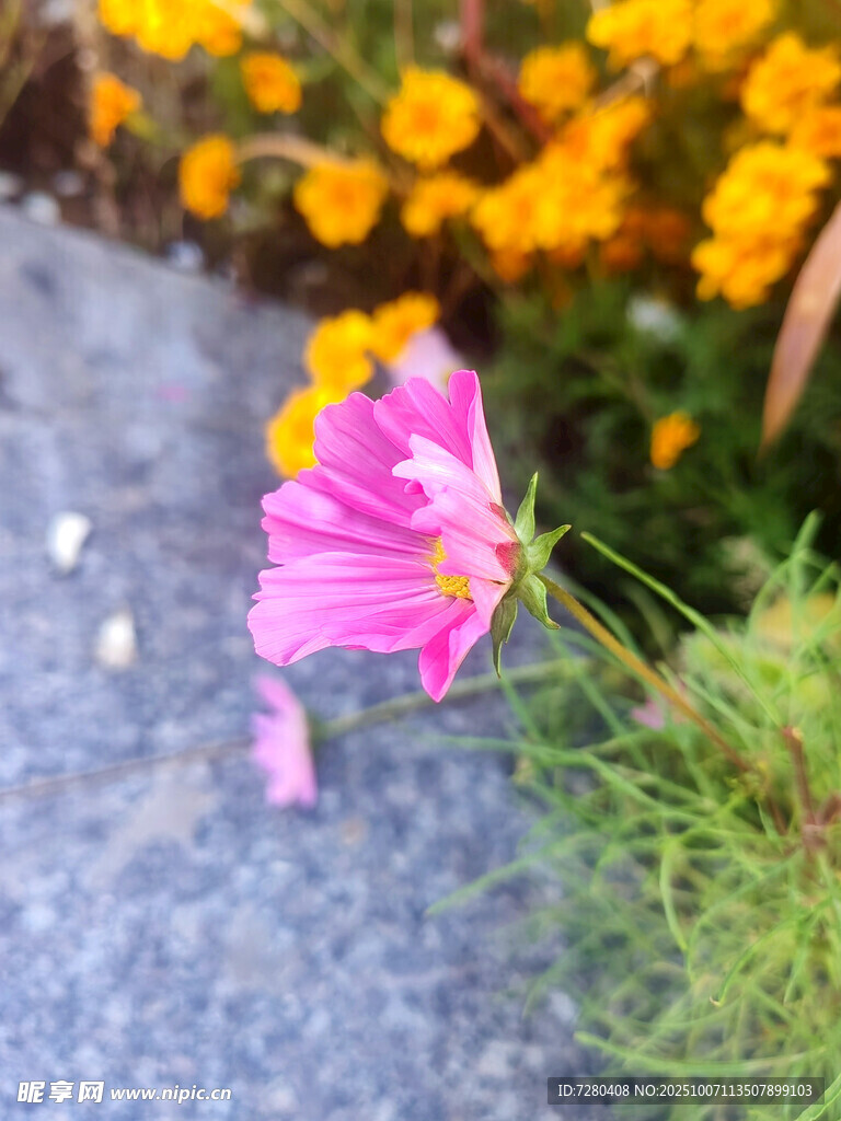 路邊綻放的嬌艷粉色花朵