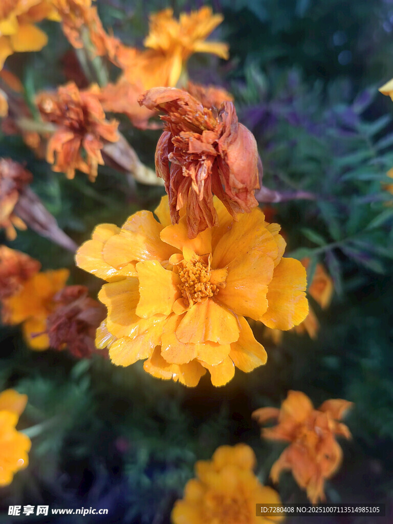鮮艷綻放的黃色萬(wàn)壽菊