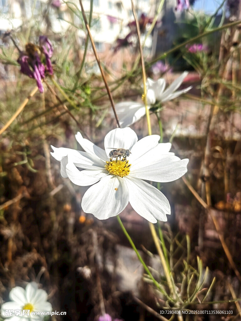白色波斯菊綻放于花叢