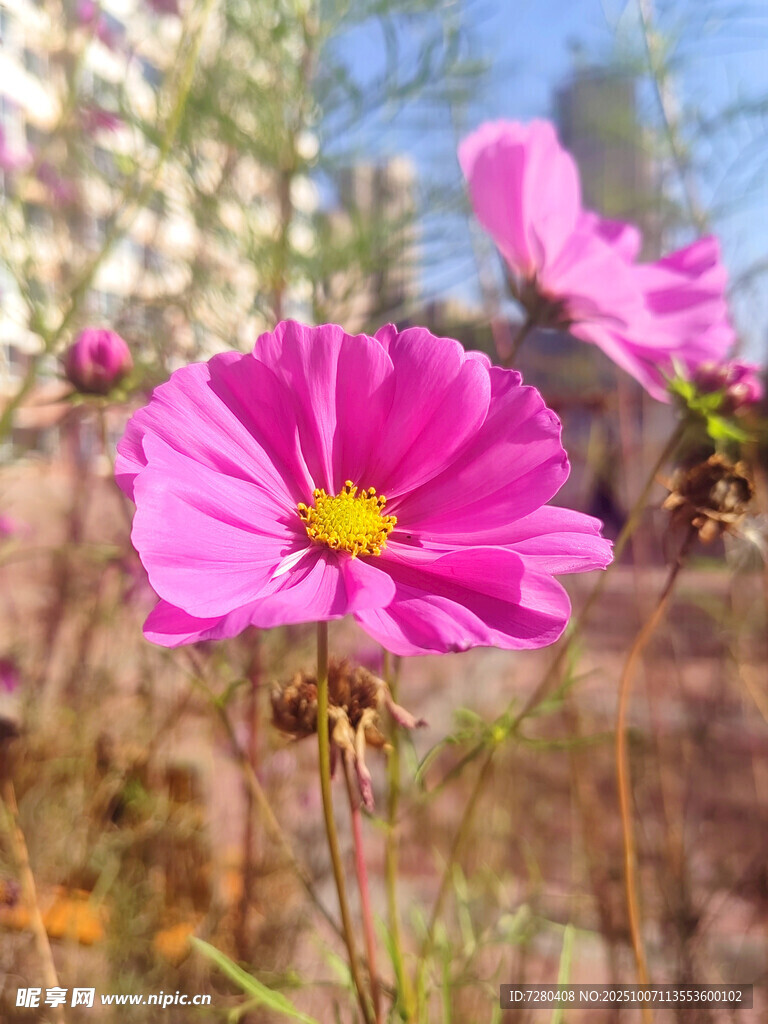 粉色波斯菊綻放于田野