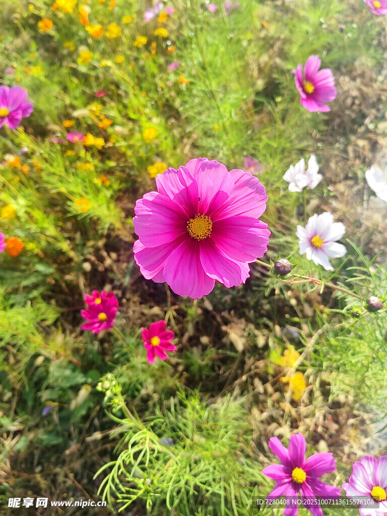 多彩綻放的嬌艷波斯菊