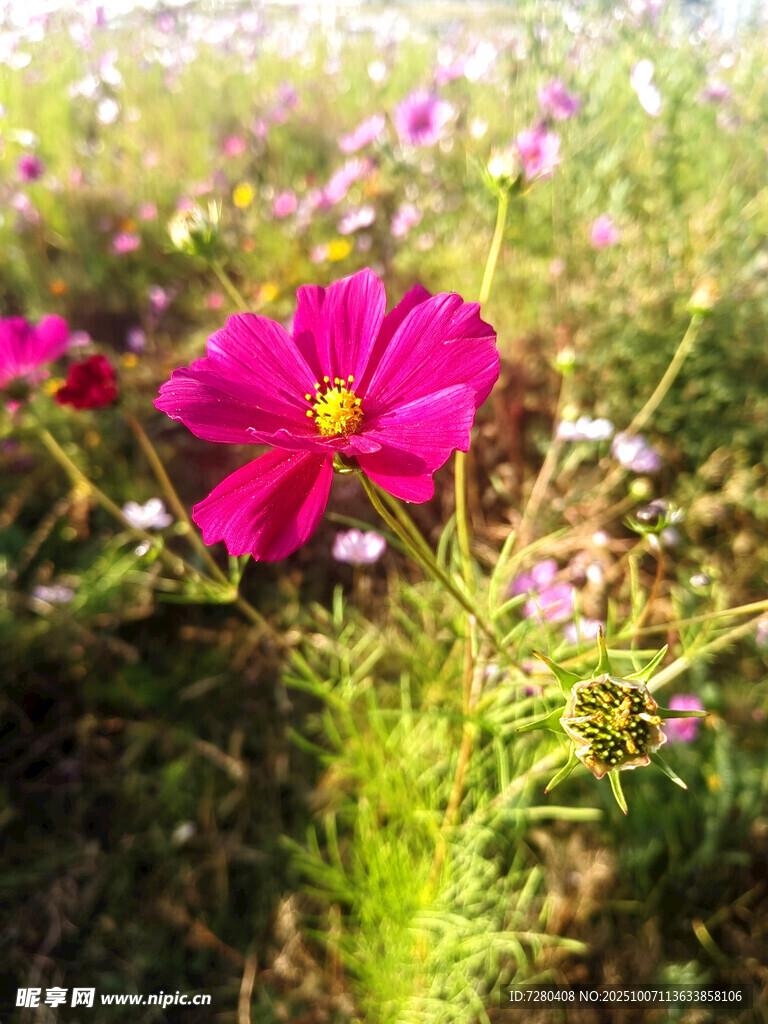 嬌艷波斯菊綻放于花叢中