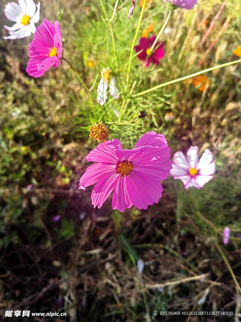 野外綻放的多彩波斯菊