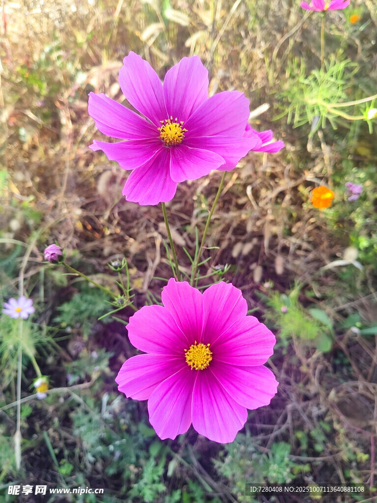 兩朵嬌艷的粉色波斯菊