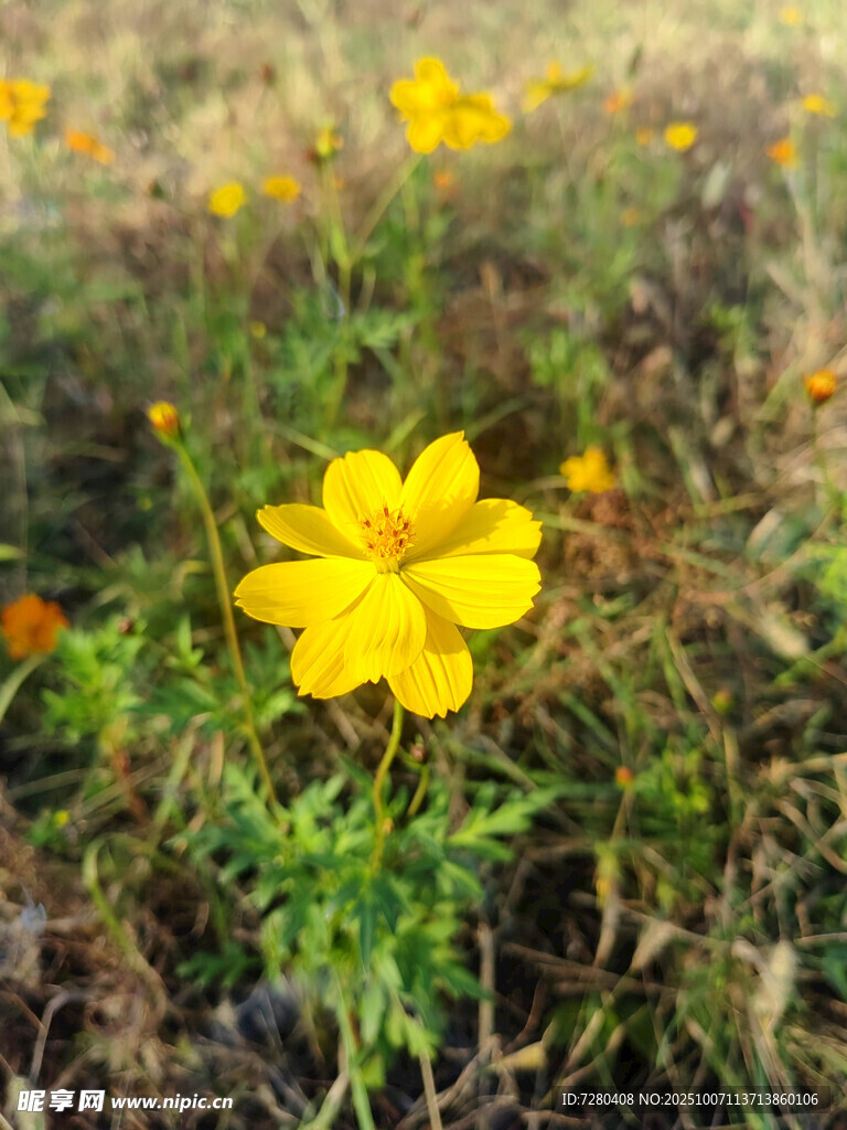田野中的鮮艷黃色小花