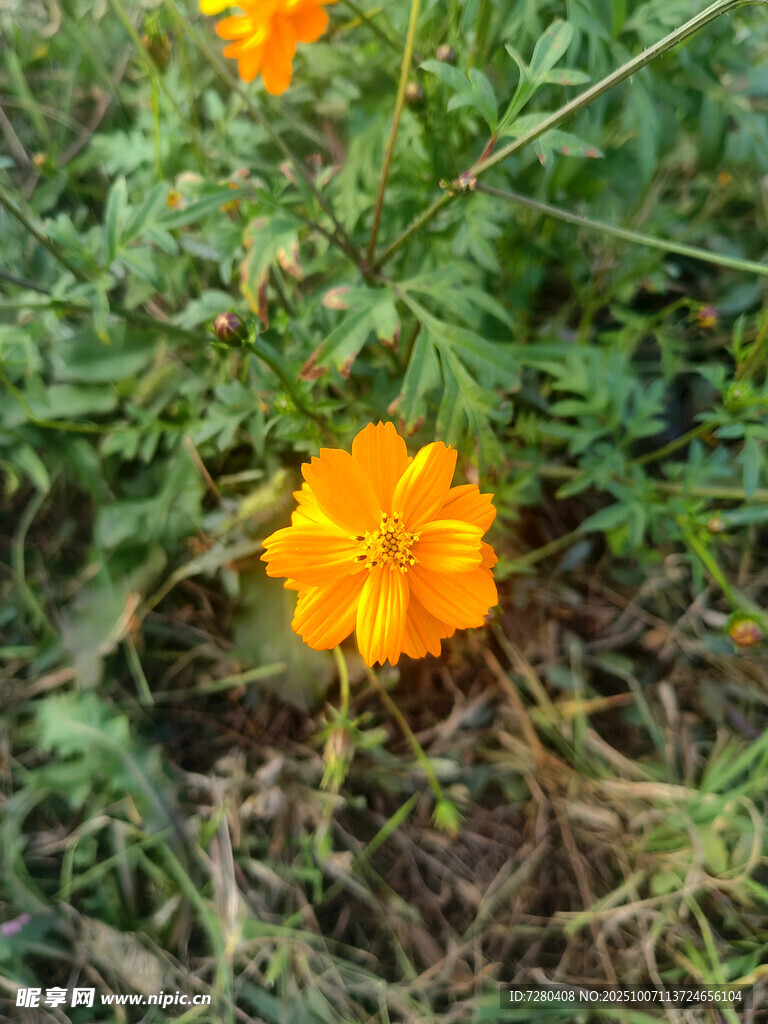 草叢中的鮮艷橙色花朵