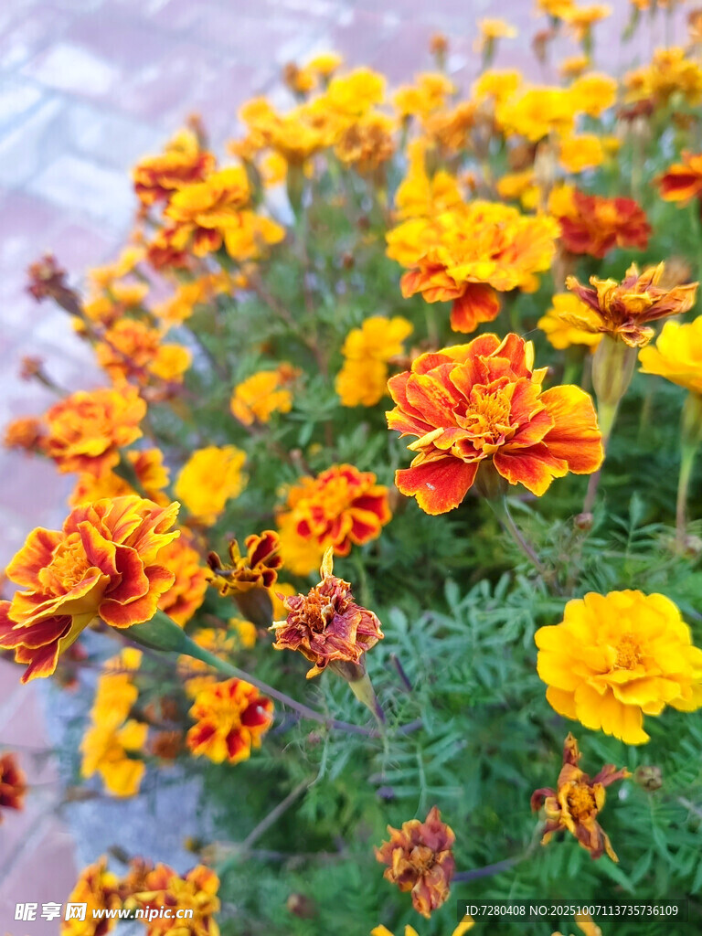 鮮艷多彩萬(wàn)壽菊綻放
