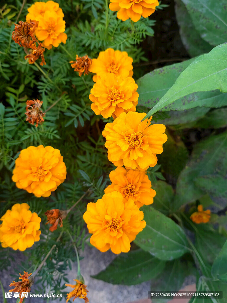 綻放的鮮艷橙色萬(wàn)壽菊