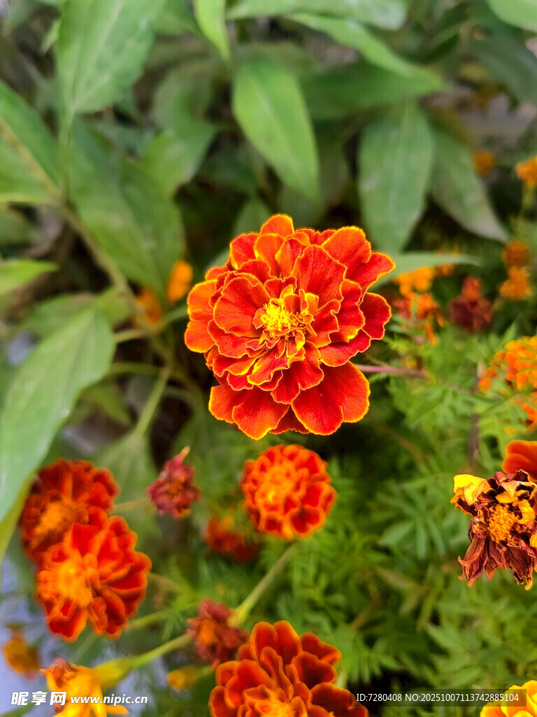 鮮艷萬壽菊綻放于綠葉間