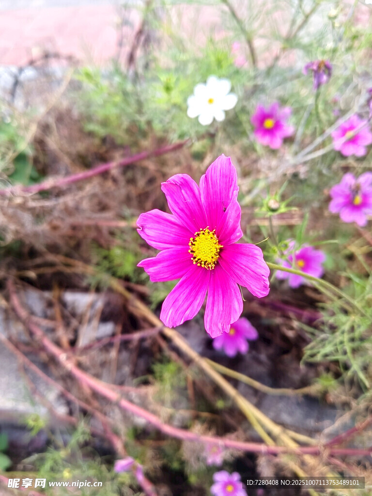 嬌艷綻放的粉色波斯菊