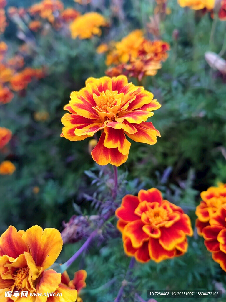 鮮艷多彩萬壽菊綻放