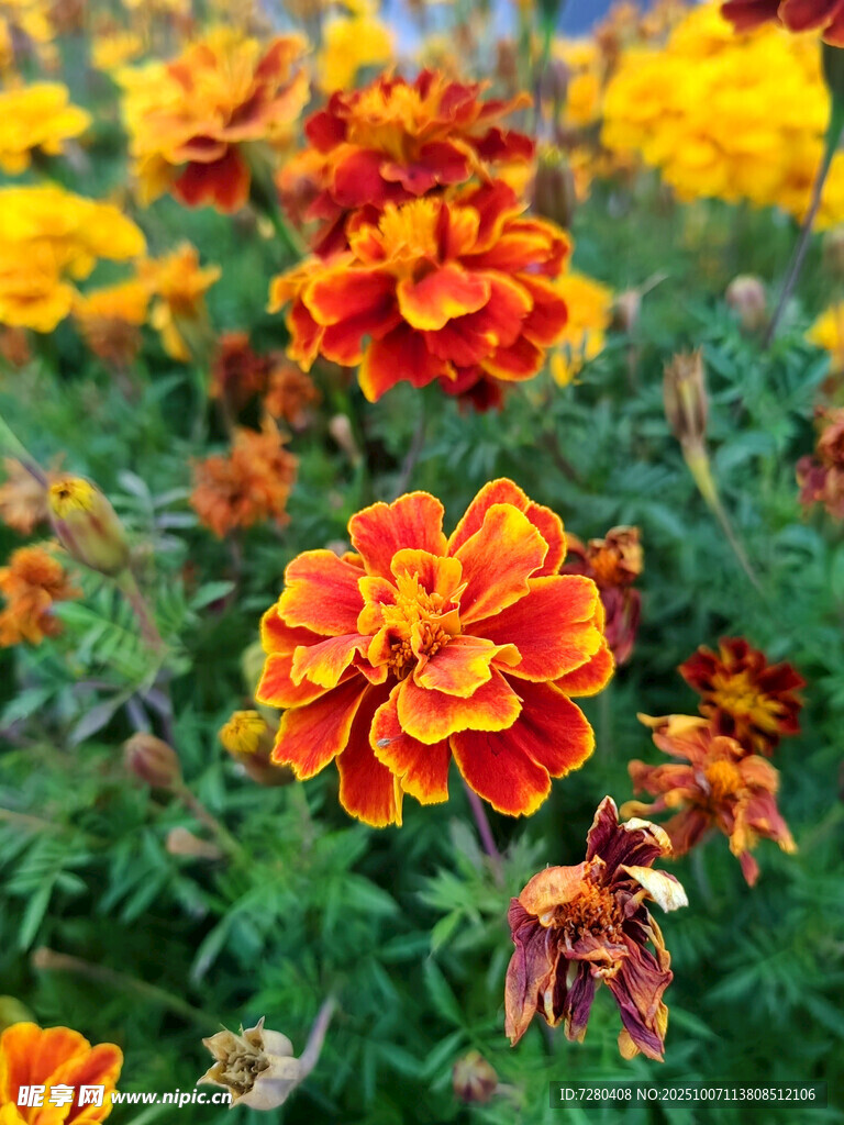 鮮艷多彩的萬(wàn)壽菊綻放