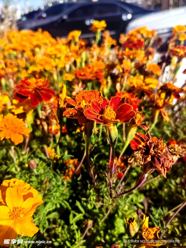 多彩花卉綻放生機(jī)